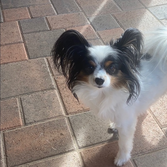 Meet your Posher, Doug - Picture 1 of 1